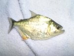 Fish Fin Ray-finned fish Bony-fish Oily fish