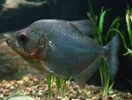 Vertebrate Water Natural environment Organism Fish supply