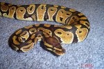 Eye Snake Reptile Scaled reptile Terrestrial animal