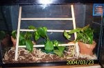Plant Houseplant Terrestrial plant Flowerpot Leaf vegetable