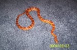 Scaled reptile Corn Snake Plant Art Font