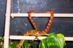 Plant Terrestrial plant Jewellery Religious item Wood