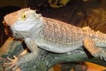 Vertebrate Iguania Reptile Organism Lizard