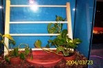 Plant Flowerpot Houseplant Window Blue