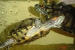 Reptile Trachemys Fluid Pond turtle Turtle