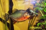 Plant Organism Terrestrial plant Fin Fish