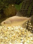 Water Vertebrate Fin Pet supply Underwater