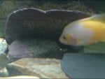 DSC00078.JPG