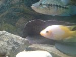 DSC00074.JPG