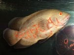 Water Fin Underwater Fish Marine biology